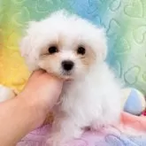 マルチーズ【群馬県・男の子・2024年11月25日・ホワイト】の写真10