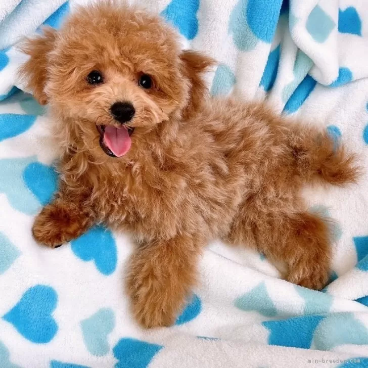 あっくんママ 様のお迎えした子犬