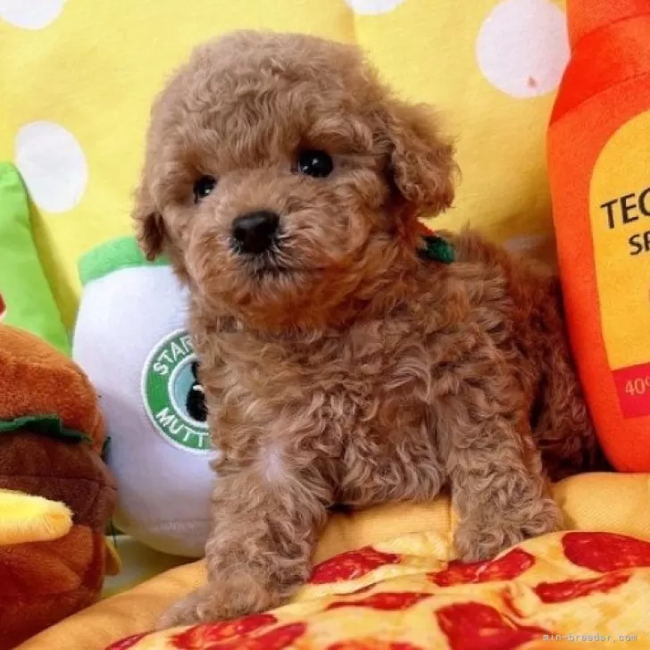 ID:2404-02724の子犬