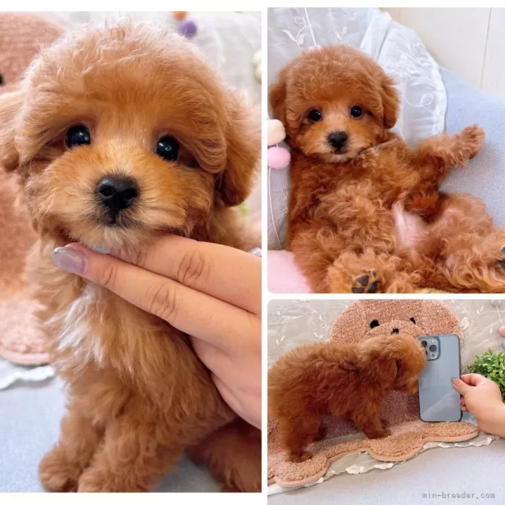 ID：2405-05396の子犬