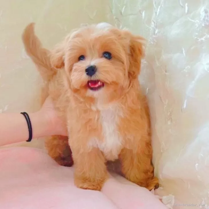 ID:2403-06281の子犬