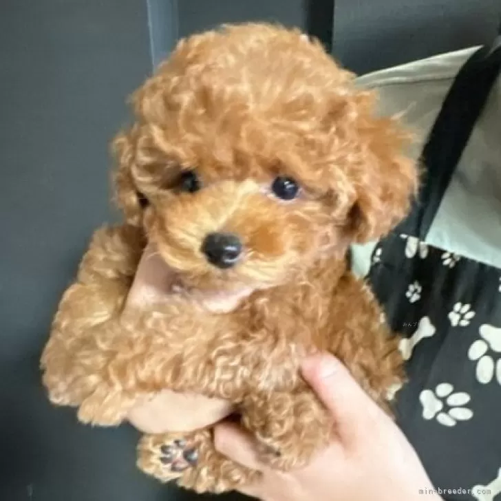 ID:2405-00768の子犬