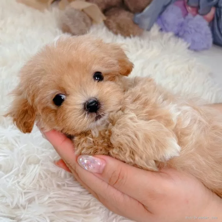 ID：2408-00741の子犬