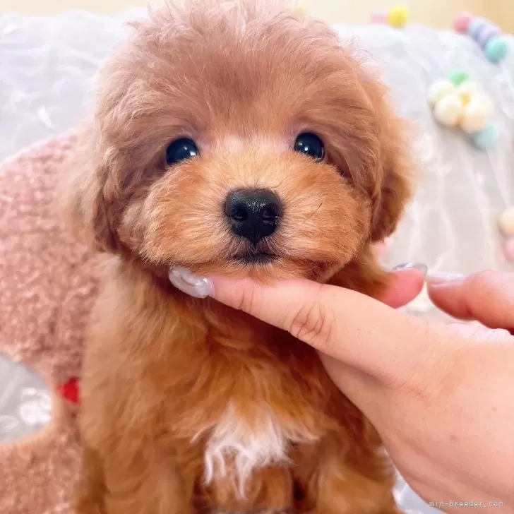 ID:2405-05900の子犬