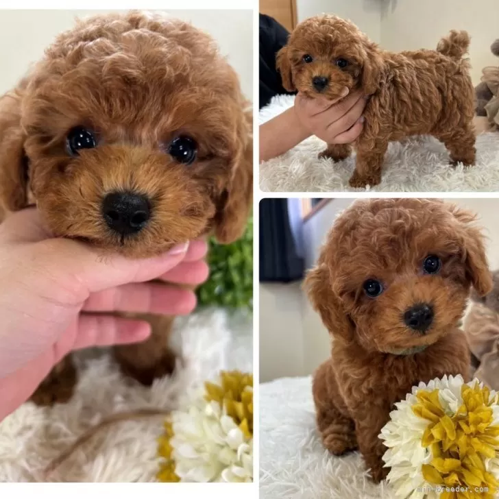 ID：2405-03945の子犬