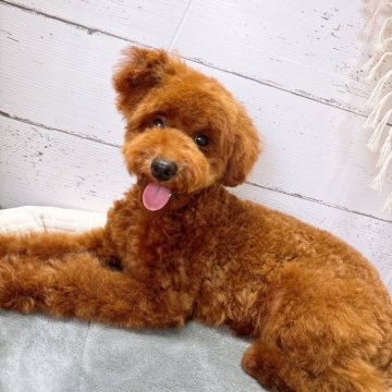トイプードル(トイ)【群馬県・男の子・2023年11月8日・レッド】の写真「ご家族が決まりました🌸」