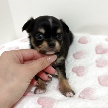 チワワ(ロング)【群馬県・女の子・2025年9月15日・ブラックタンホワイト】の写真「マイペースで可愛い女の子🩷」