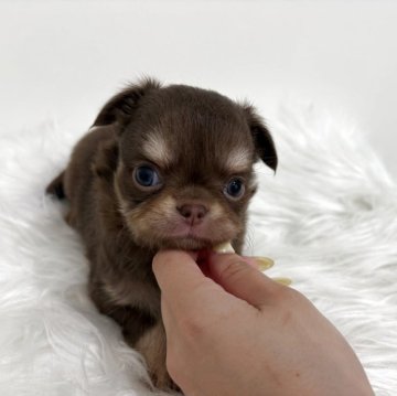 チワワ(ロング)【群馬県・女の子・2025年7月8日・チョコレートタンホワイト】の写真「お鼻が短い💓」