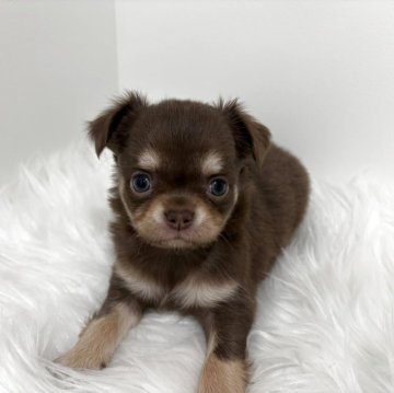 チワワ(ロング)【群馬県・男の子・2025年7月8日・チョコレートタンホワイト】の写真「ムチムチ男の子💙」