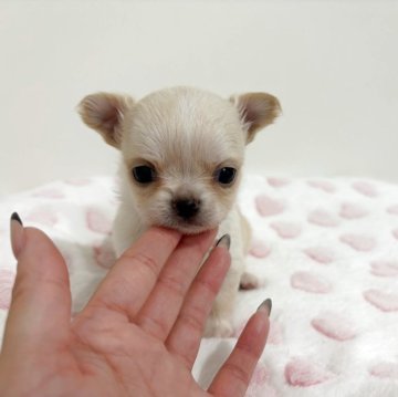 チワワ(ロング)【群馬県・男の子・2025年9月15日・クリーム】の写真「可愛い男の子💙」