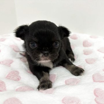 チワワ(ロング)【群馬県・女の子・2025年9月15日・ブラックホワイト】の写真「クリクリした目が可愛い🩷」