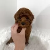 トイプードル(トイ)