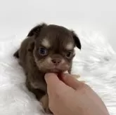 チワワ(ロング)