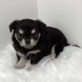 チワワ(ロング)