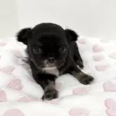 チワワ(ロング)