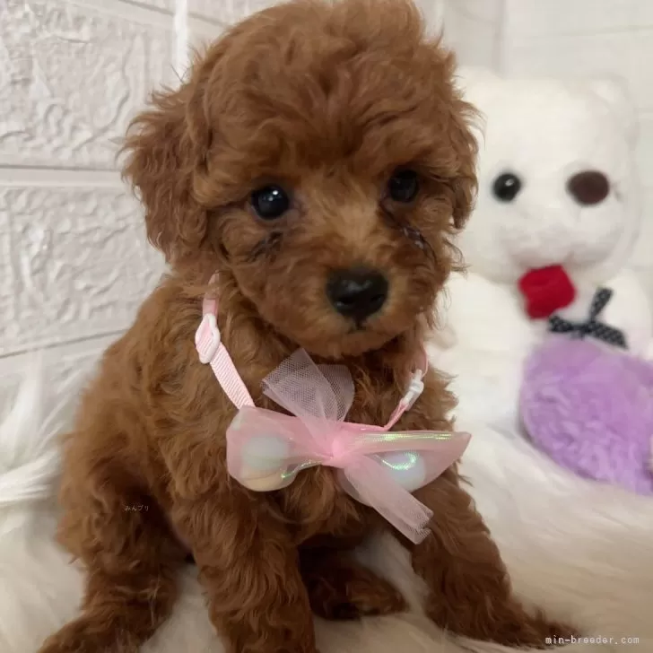 ID：2406-06941の子犬