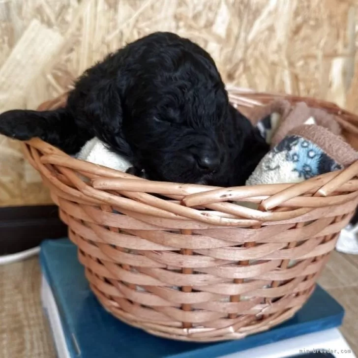 スタンダードプードル【東京都・男の子・2025年10月26日・ブラック】の写真1