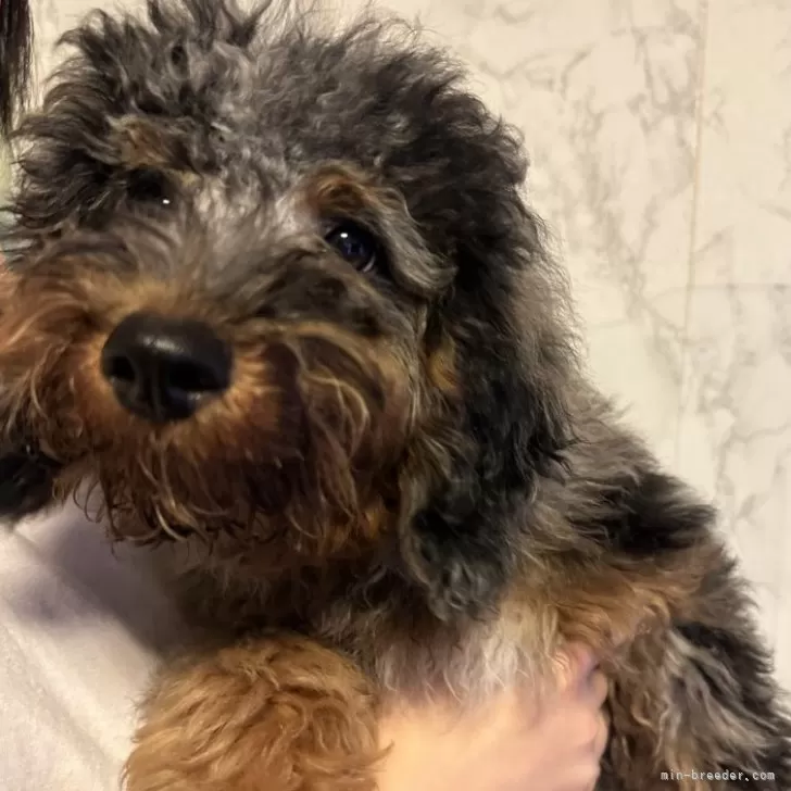 ID:2410-03076の子犬