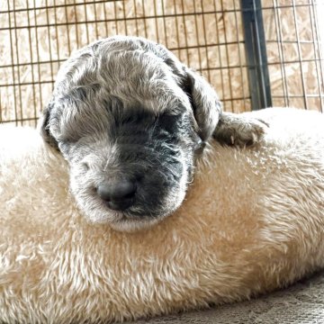 スタンダードプードル【東京都・男の子・2025年10月26日・グレー】の写真「ミディアムサイズ予想ブルーマールプードルちゃん」