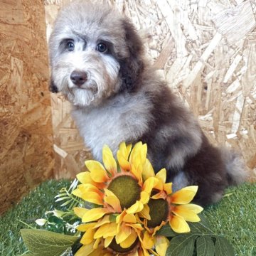 トイプードル(トイ)【東京都・男の子・2025年3月25日・ブラウン】の写真「珍しいブラウンマール」