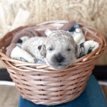 スタンダードプードル【東京都・女の子・2025年10月26日・ペールフォーン】の写真「ミディアムサイズ予想！しろくまさんみたいな女の子」