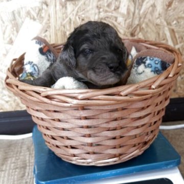 スタンダードプードル【東京都・男の子・2025年10月26日・グレー】の写真「ミディアムサイズ予想ブルーマールプードルちゃん」