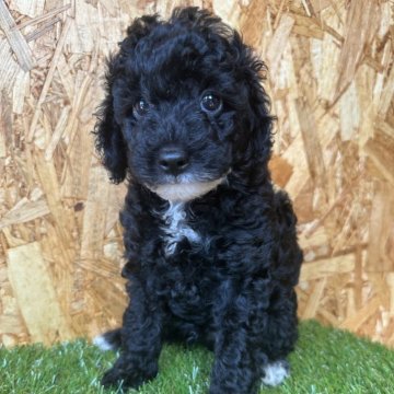 ミディアムプードル【東京都・男の子・2024年8月13日・ブラック】の写真「アゴとムネが白くてかわいい男の子です♡」