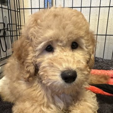 ミックス(プードル×プードル)【東京都・男の子・2023年8月30日・ゴールド】の写真「かわいいおっとりな男の子」
