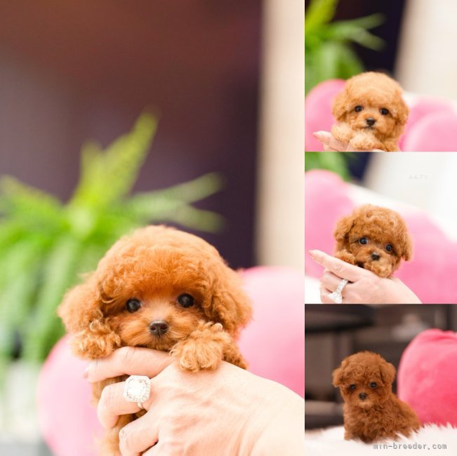 青木雄二ブリーダーのブログ：✨🌹次回の予定🌹✨