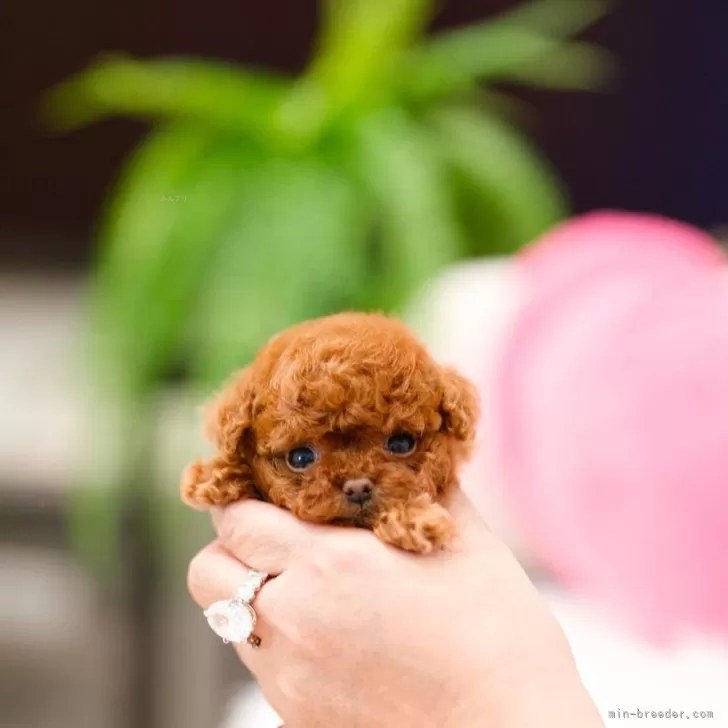 M.H 様のお迎えした子犬