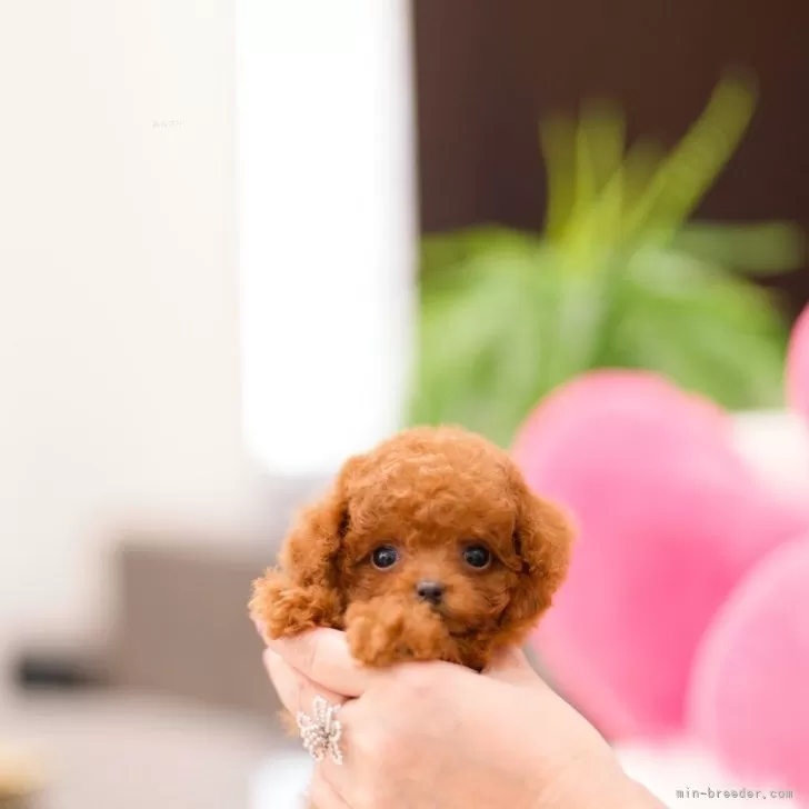 ID：2511-01411の子犬