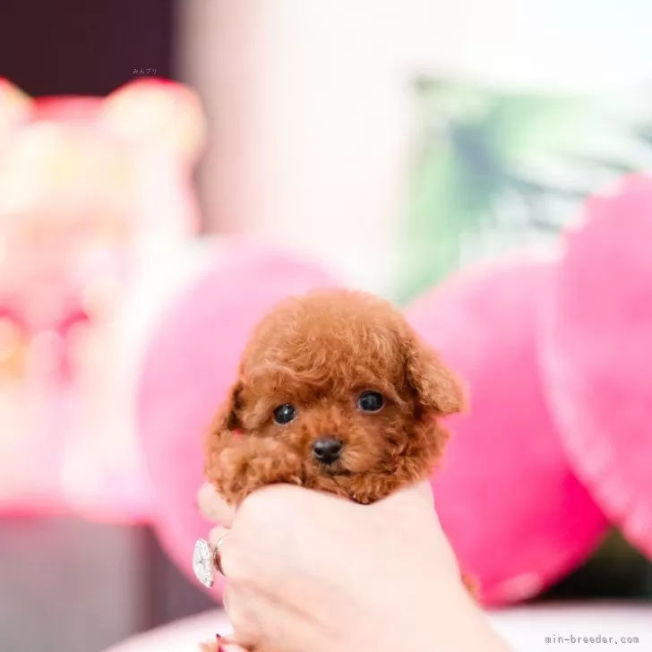 ID:2502-03222の子犬