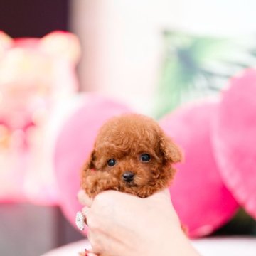トイプードル(ティーカップ)【千葉県・男の子・2025年1月1日・レッド】の写真「日に日に可愛く成長しています🐾」