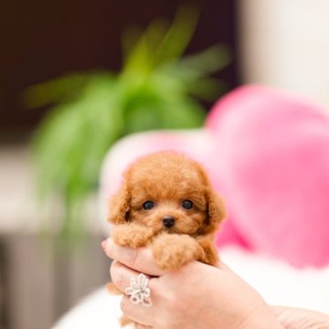 トイプードル(ティーカップ)【千葉県・男の子・2025年1月29日・レッド】の写真「お鼻が短く可愛い子です🎶」