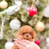 ティーカッププードル