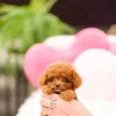 ティーカッププードル