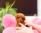 ティーカッププードル【千葉県・女の子・2025年9月12日・レッド】の写真3