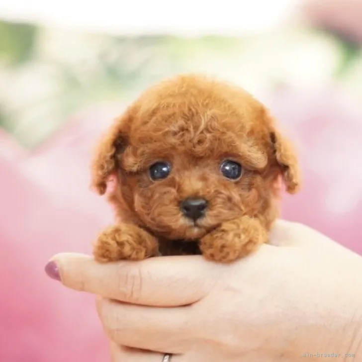 Y.K 様のお迎えした子犬