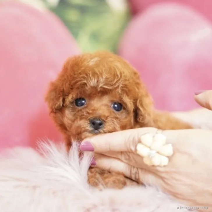 Y.S 様のお迎えした子犬