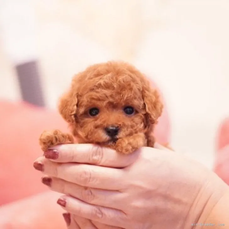 ちぃ 様のお迎えした子犬