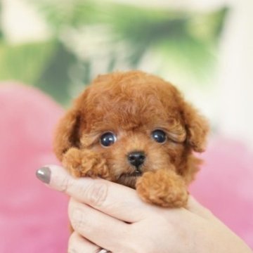 トイプードル(ティーカップ)【千葉県・男の子・2023年6月9日・レッド】の写真「お鼻が短い子く、目のクリッと大きな子です♪」