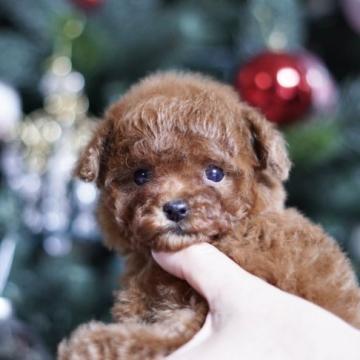 トイプードル(ティーカップ)【千葉県・女の子・2022年11月18日・レッド】の写真「お鼻が短く、毛量の多い子です♪」