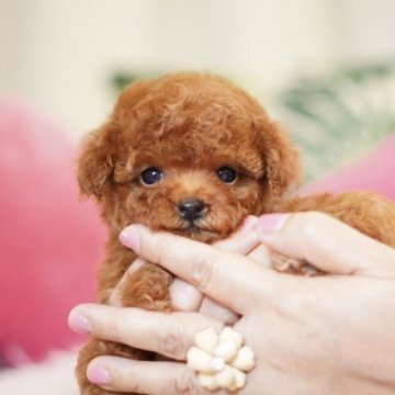 トイプードル(ティーカップ)【千葉県・男の子・2023年6月30日・レッド】の写真「毛量が多く、お鼻の短い子です♪」