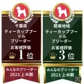 ティーカッププードル【千葉県・男の子・2023年6月9日・レッド】の写真5「たくさんの高評価ありがとうございます🙇‍♂️」