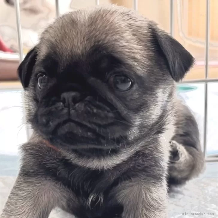 ID:2503-03254の子犬