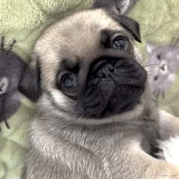 epi 様のお迎えした子犬