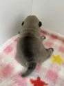 パグ【長野県・男の子・2025年2月17日・フォーン】の写真13「背中も丸々🤭」