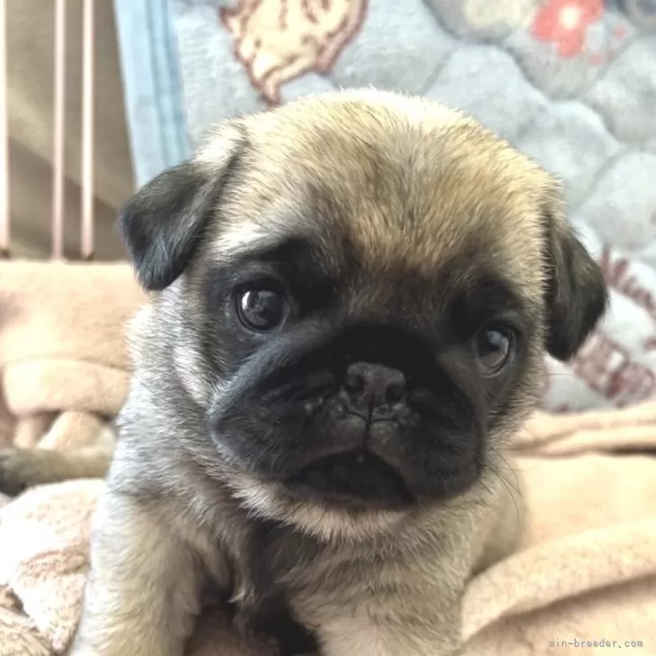 ID:2403-01191の子犬