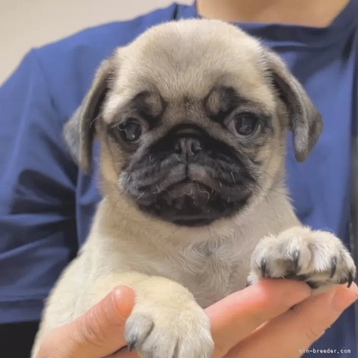 ID：2311-06236の子犬