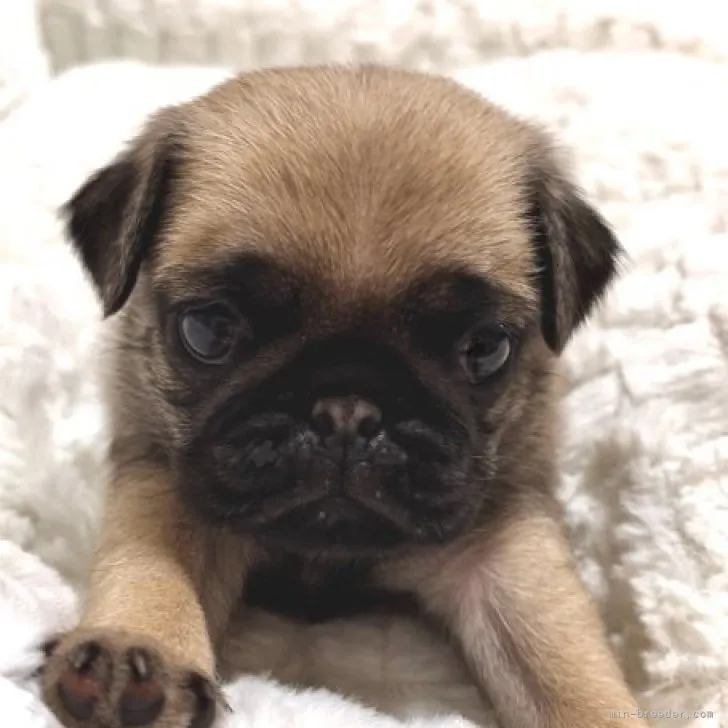 パグ【長野県・男の子・2023年11月2日・フォーン】の写真1「ゆっくり成長中のおっとり君♪♪」